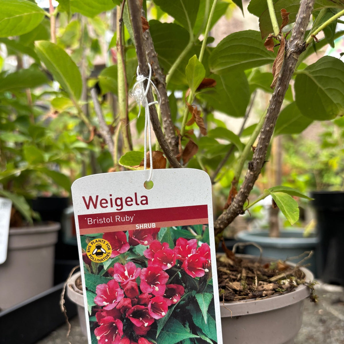 Weigela 'Bristol Ruby'