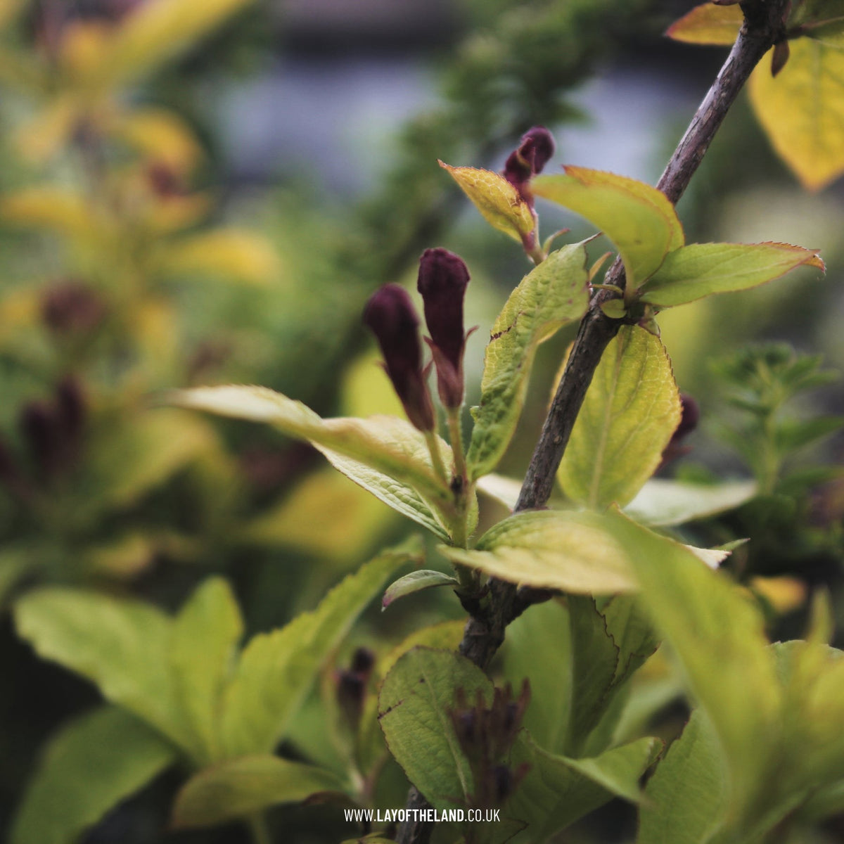 Weigela Briant Rubidor