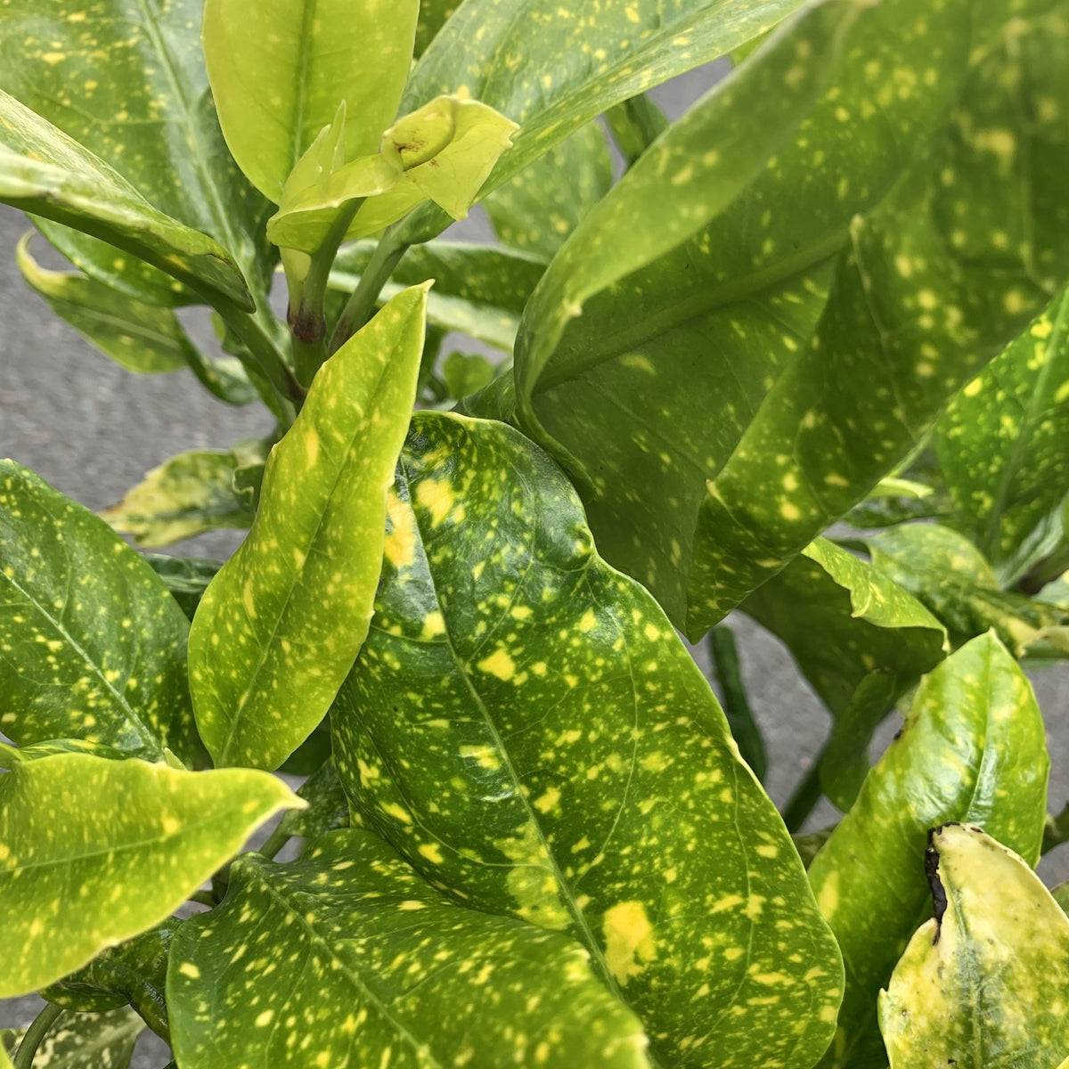 Aucuba japonica 'Variegata'