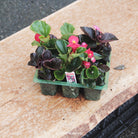 Begonia Semperflorens
