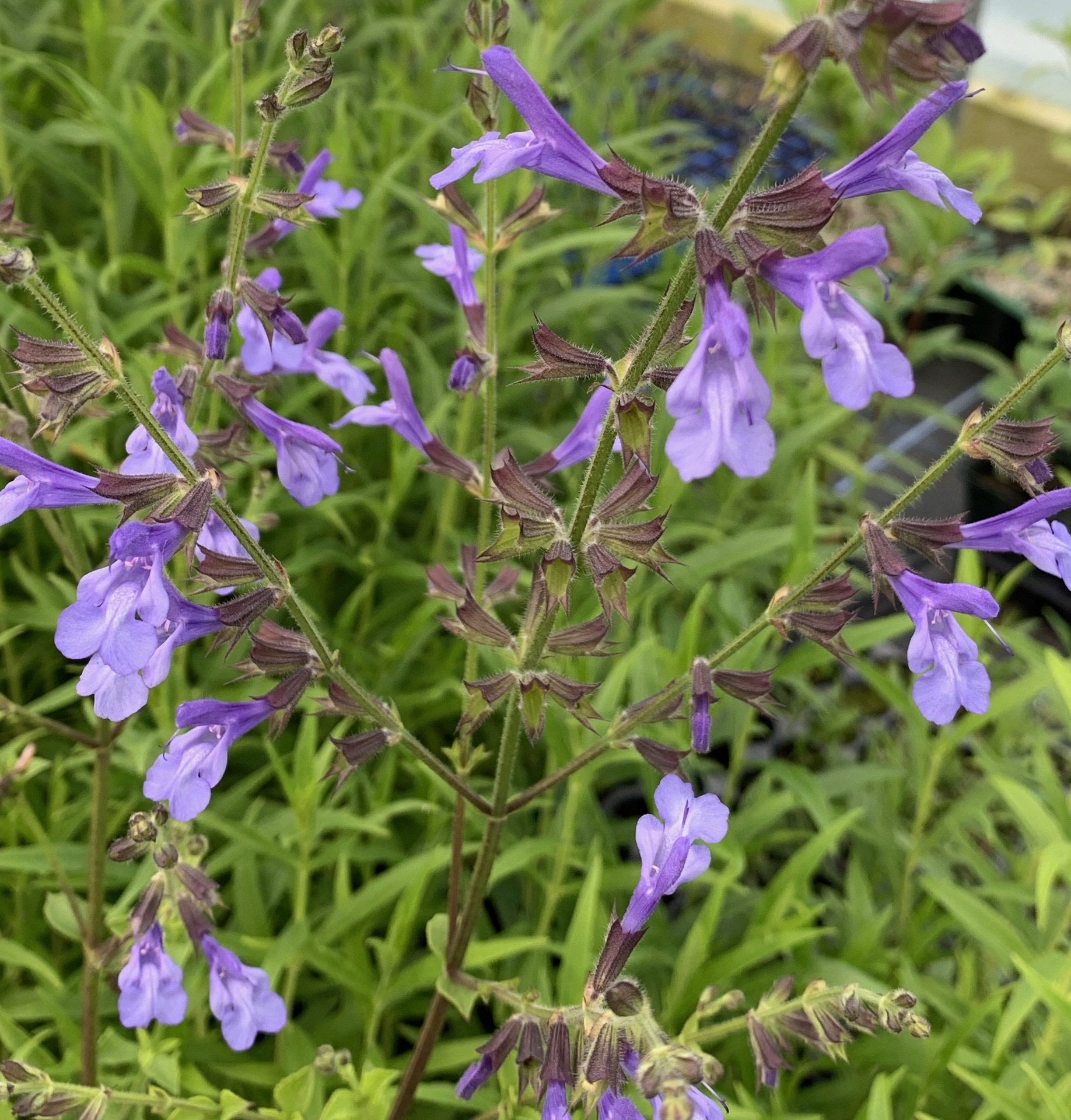 Salvia African Skies