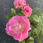 Patio Rose Carefree Days