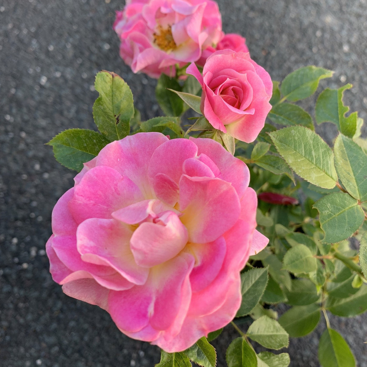 Patio Rose Carefree Days
