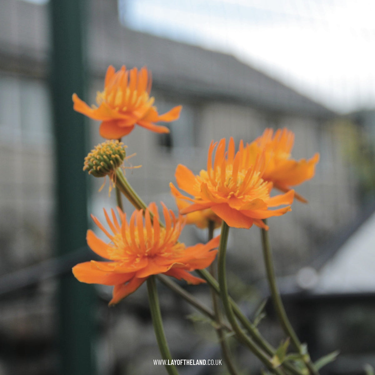 Trollius chinensis 'Golden Queen'