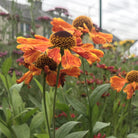 Helenium Waltraut
