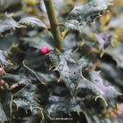 Ilex aquifolium Alaska