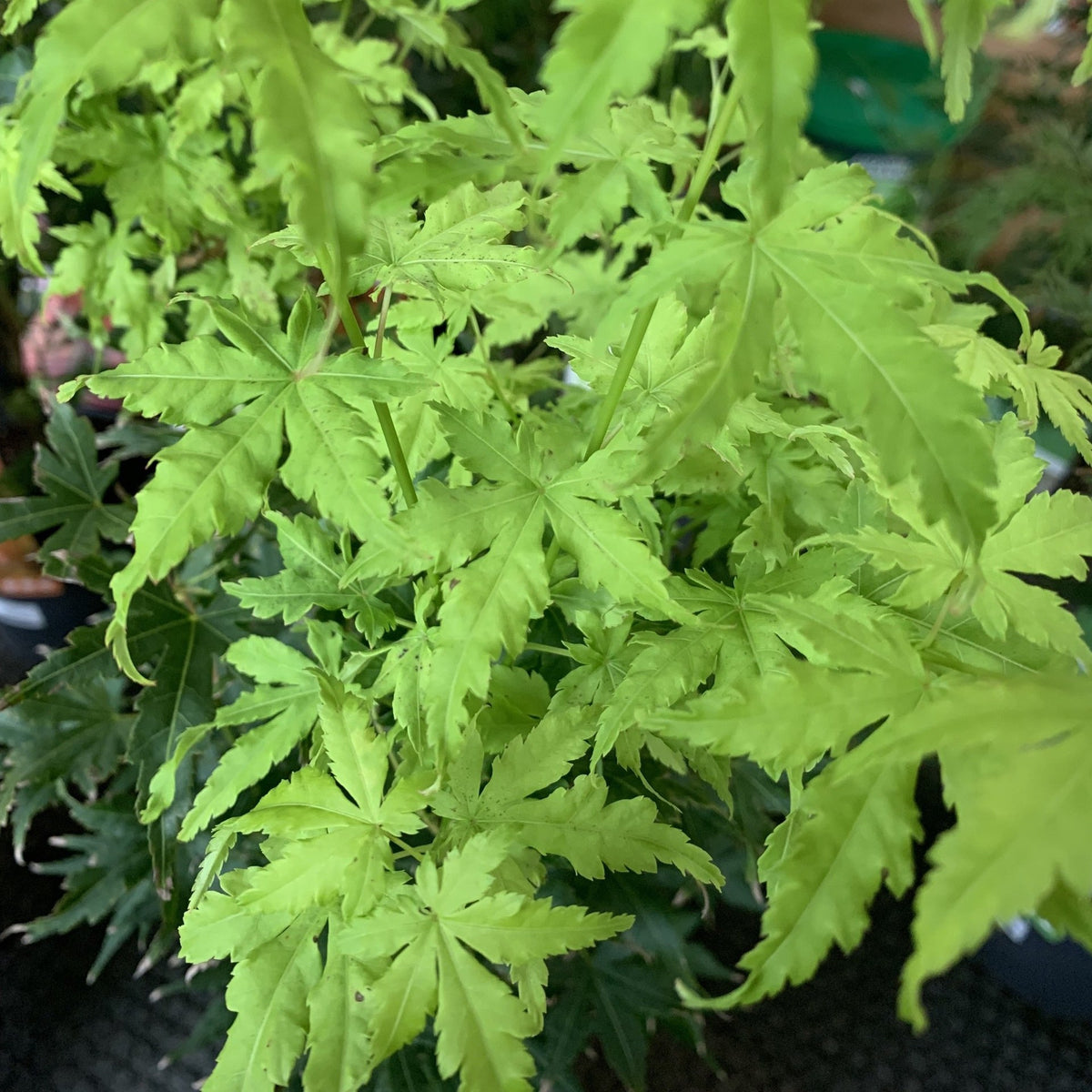 Acer palmatum ‘Going Green'