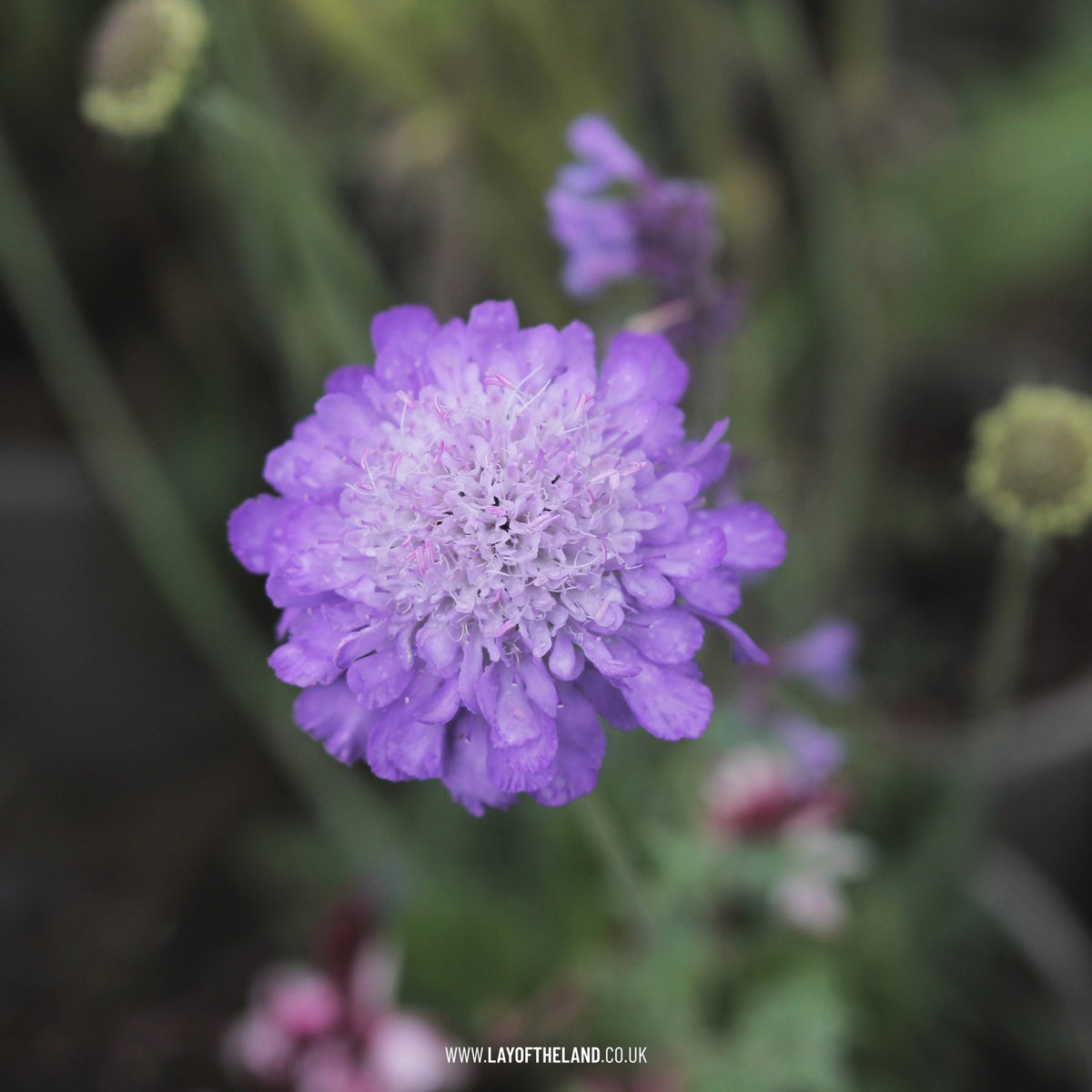 Scabiosa Columbaria Mariposa Blue