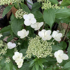 Hydrangea paniculata 'Kyushu'