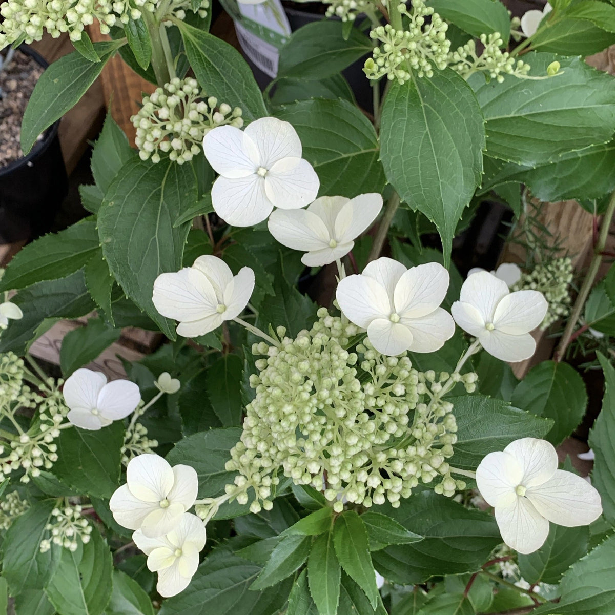 Hydrangea paniculata 'Kyushu'