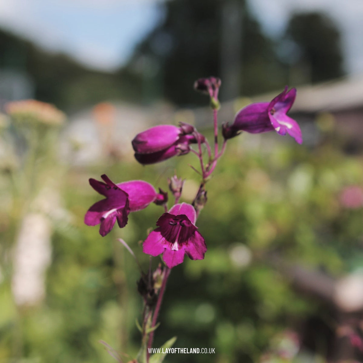 Penstemon Raven