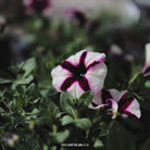 Petunia - Trailing