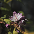 Deutzia x hybrida 'Magicien'