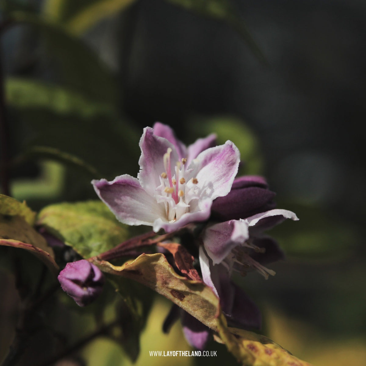 Deutzia x hybrida 'Magicien'