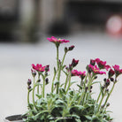 Saxifraga Alpino Deep Rose