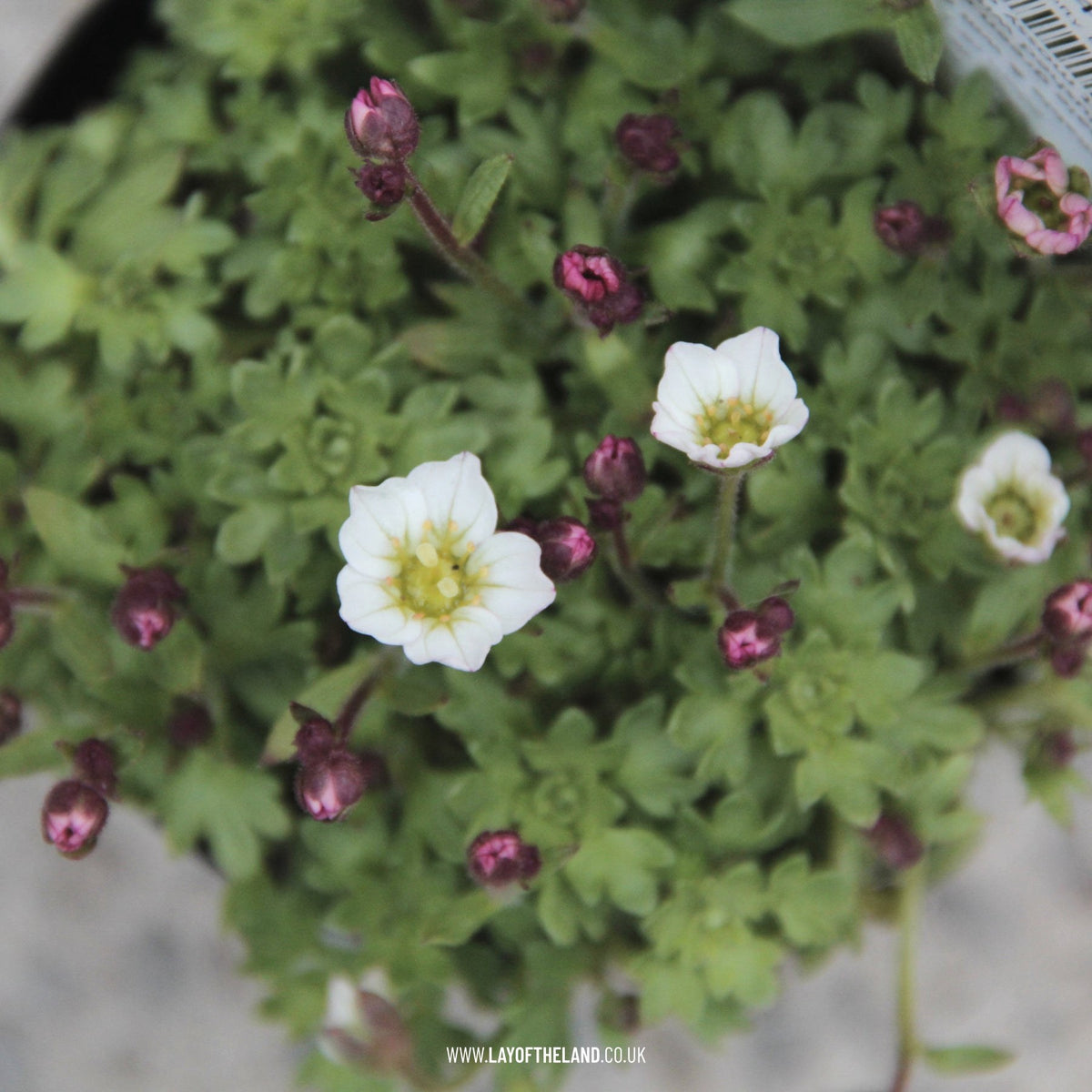 Saxifraga x arendsii 'Lofty Blush'