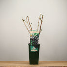 Blackcurrant 'Ben Lomond'
