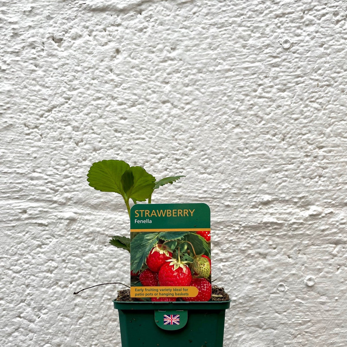 Strawberry Fenella