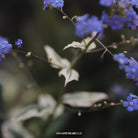 Brunnera macrophylla Variegata