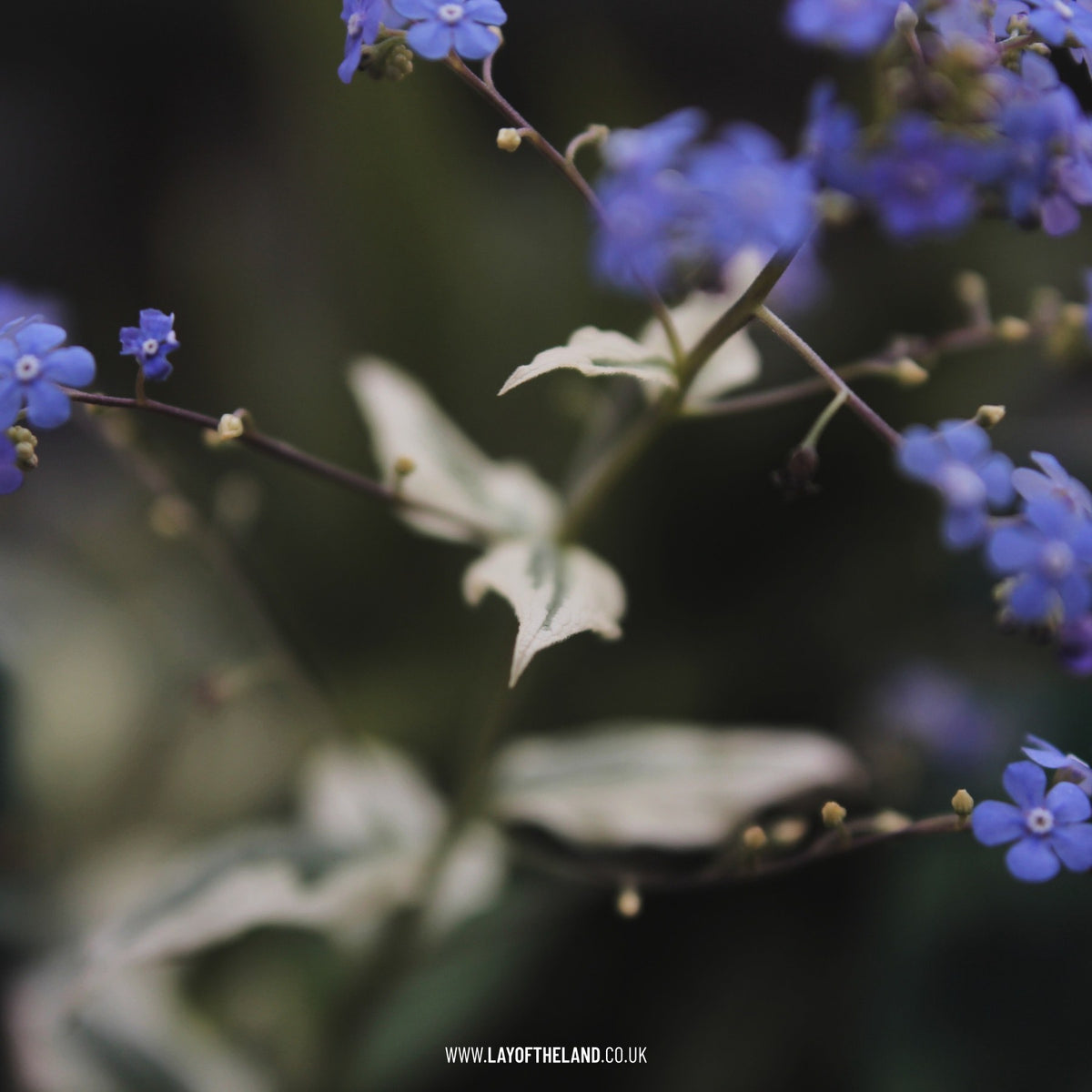 Brunnera macrophylla Variegata