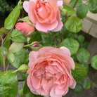David Austin English Climbing Rose - 'Strawberry Hill'