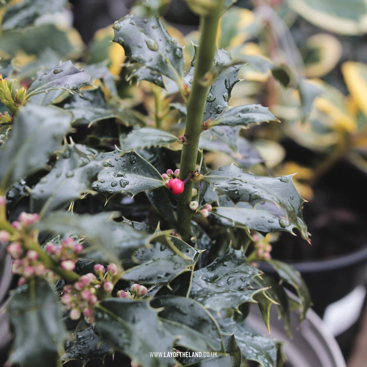 Ilex aquifolium Alaska
