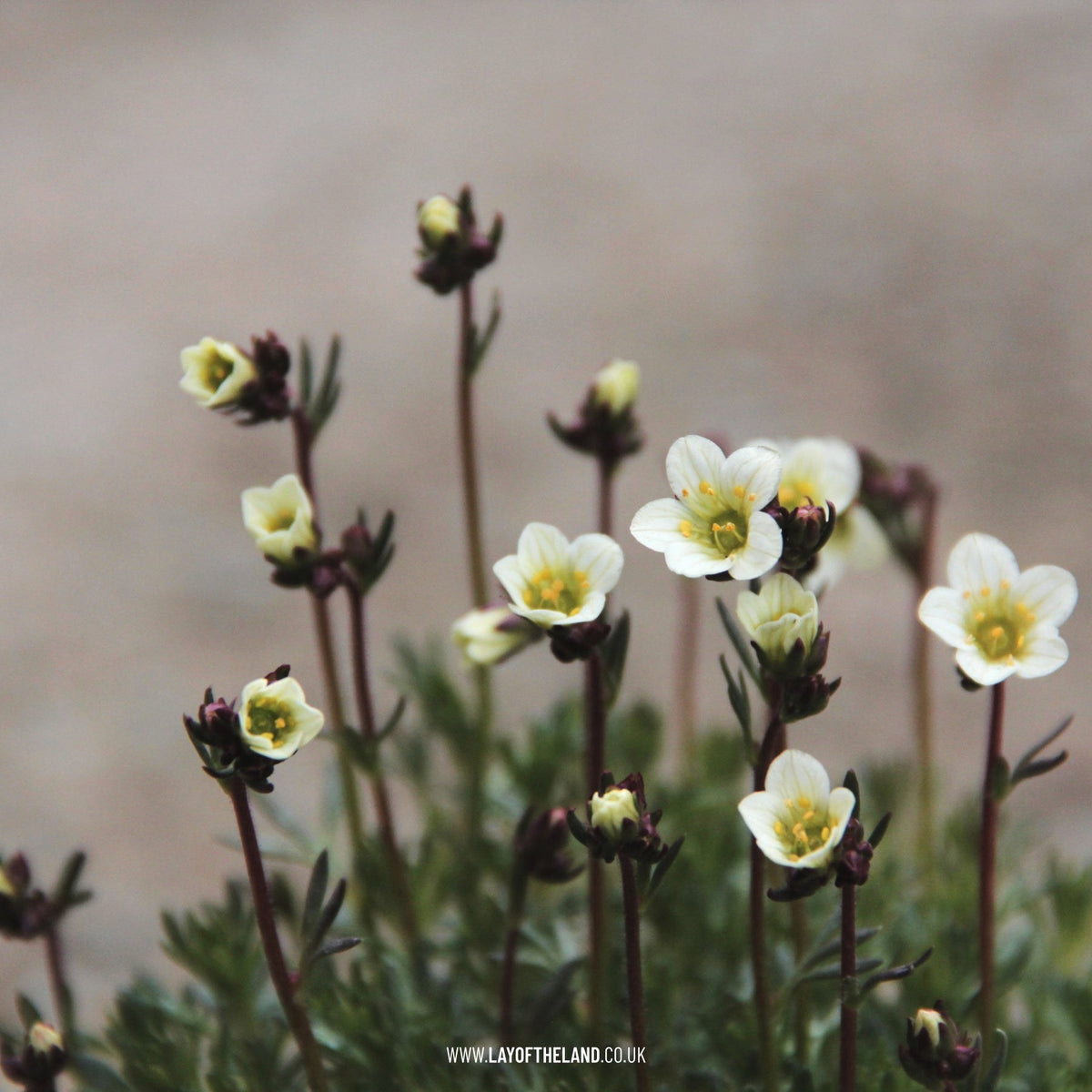 Saxifrage White Pixie