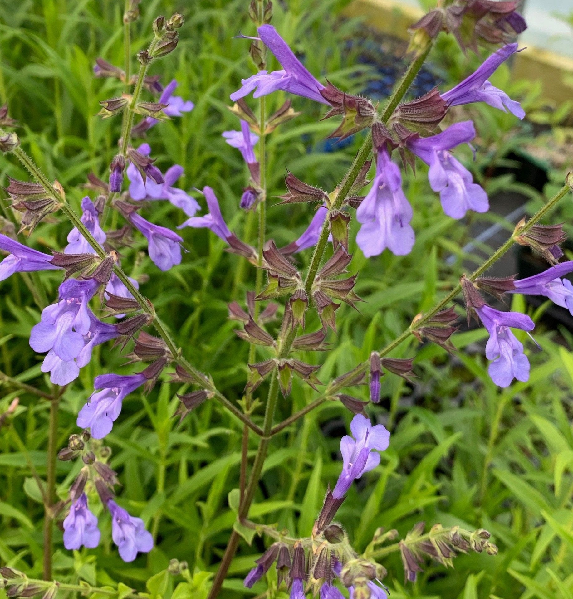 Salvia African Skies