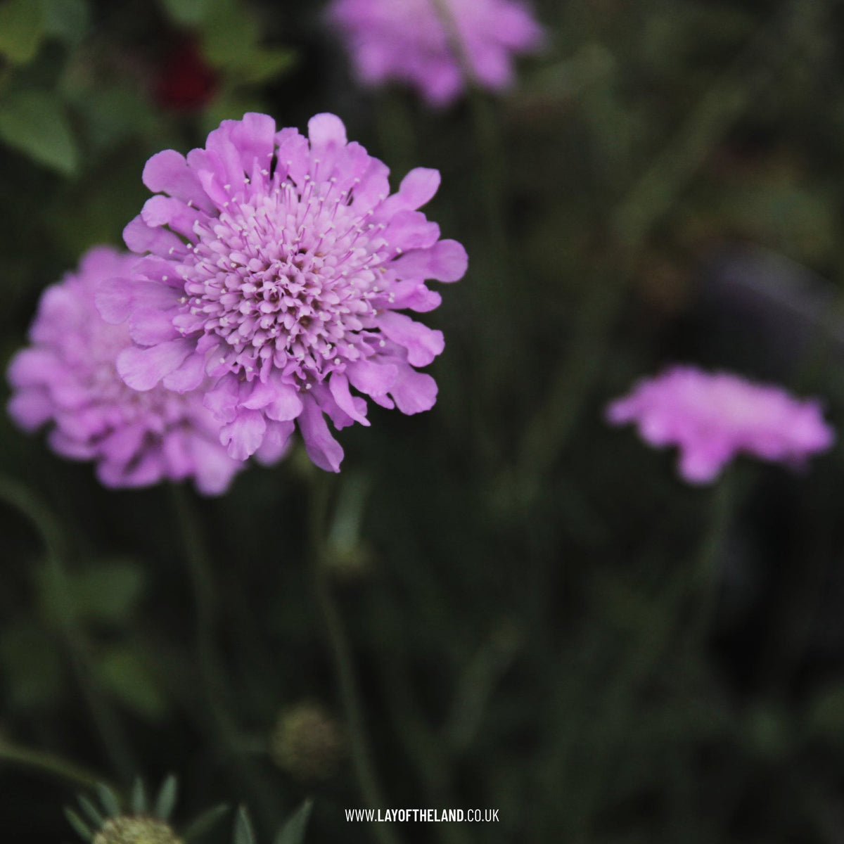 Scabiosa columbaria 'Pink Mist'