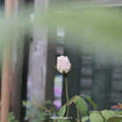 David Austin Rose - 'Grace'