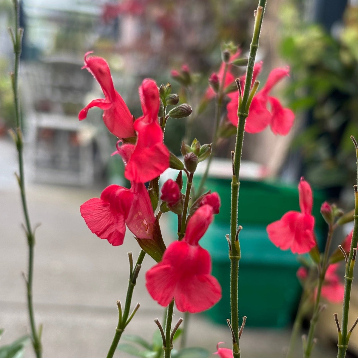 Salvia greggii 'Peach Cobbler'