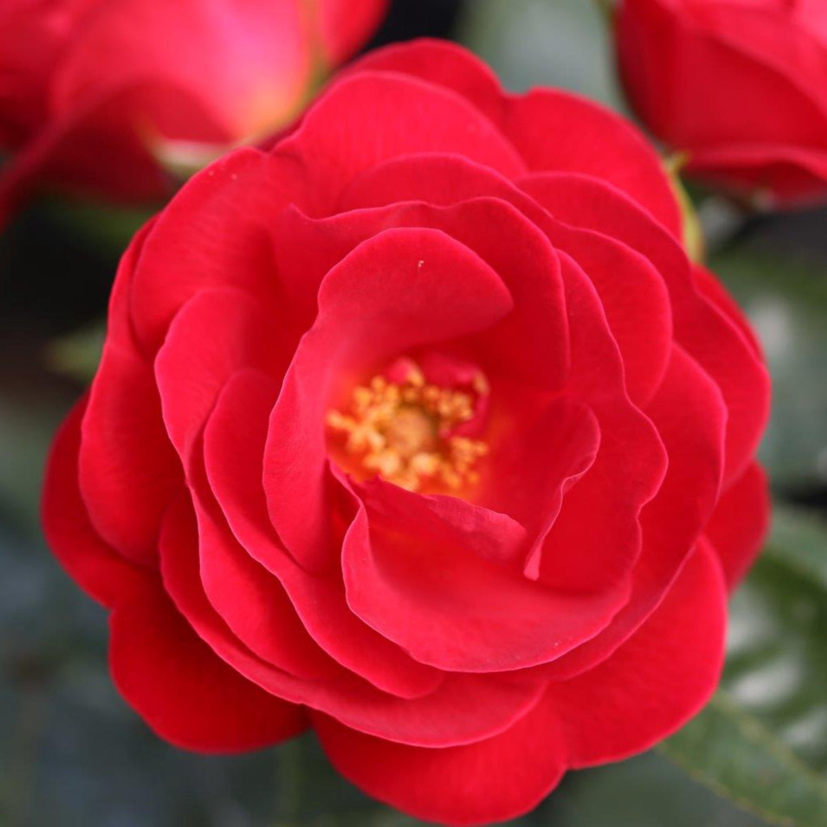 Patio Rose Lots of Kisses