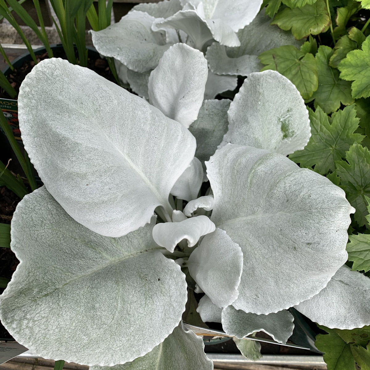 Senecio Candicans Angel Wings