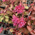Sedum Dragons Blood