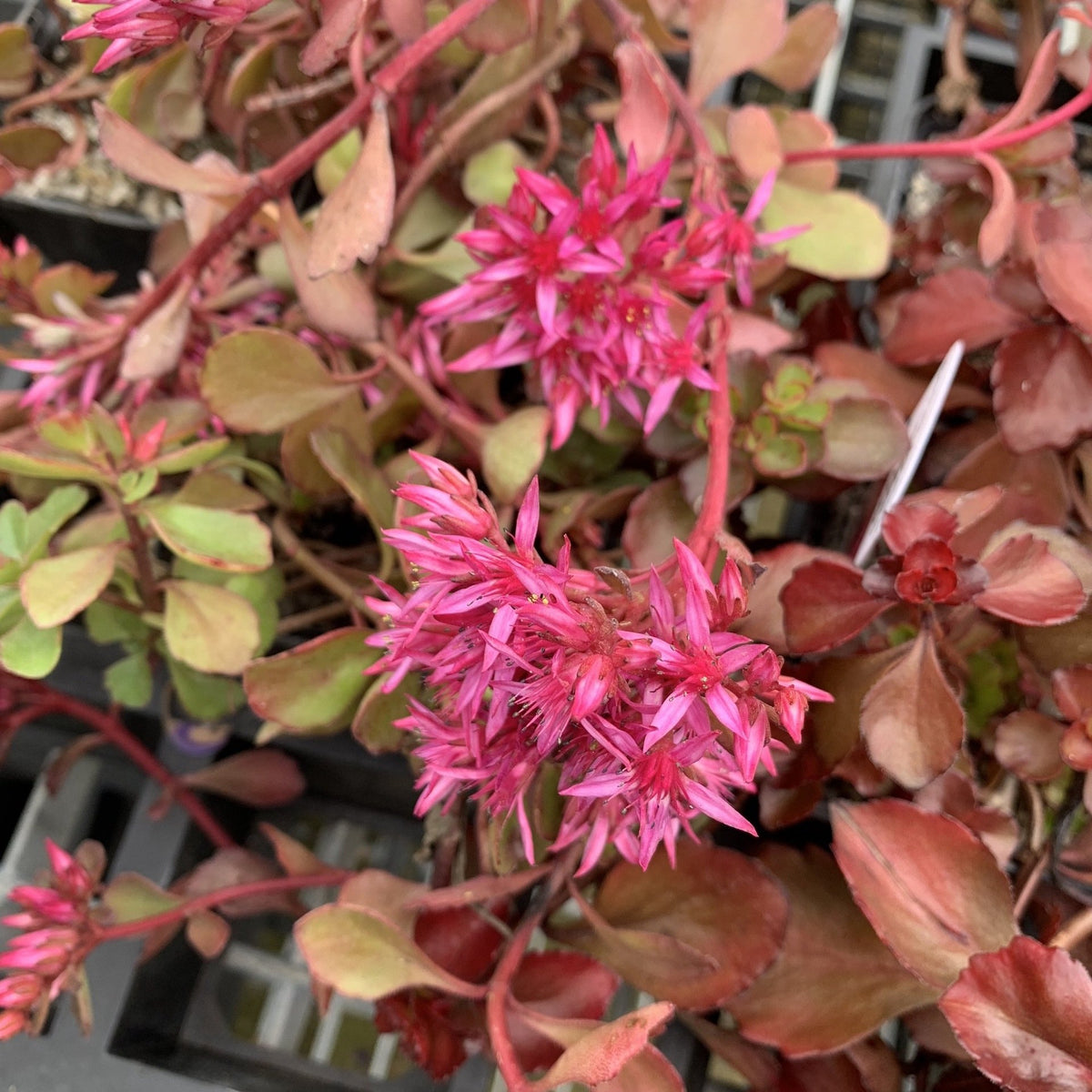 Sedum Dragons Blood