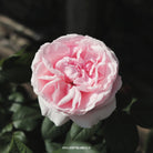 Hybrid Tea Bush Rose Donatella