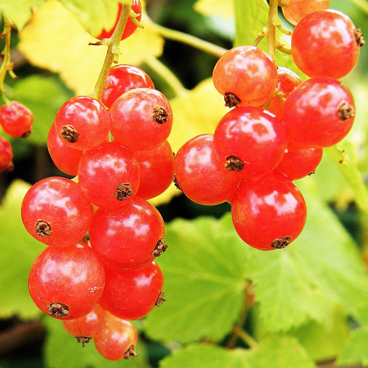 Redcurrant 'Jonkheer Van Tets'