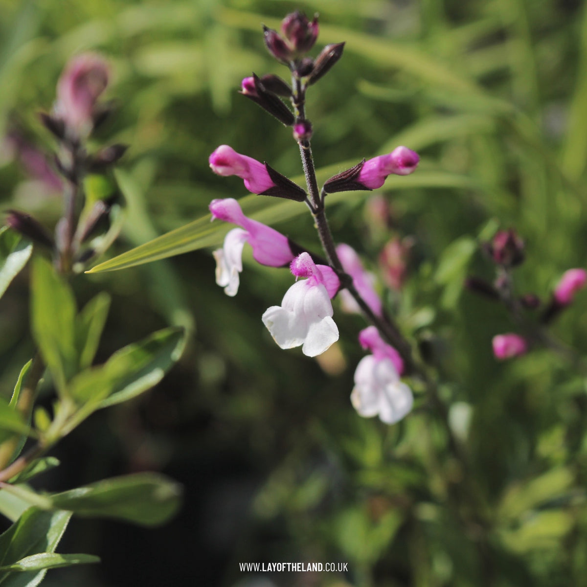 Salvia Joy