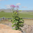 Thalictrum Black Stockings