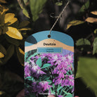 Deutzia x hybrida 'Magicien'