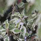 Cornus controversa Variegata