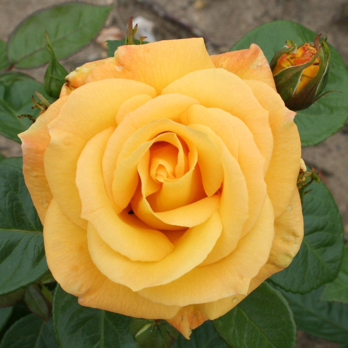 Arthur Bell Bush Rose