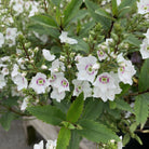 Parahebe catarractae. 'Avalanche'