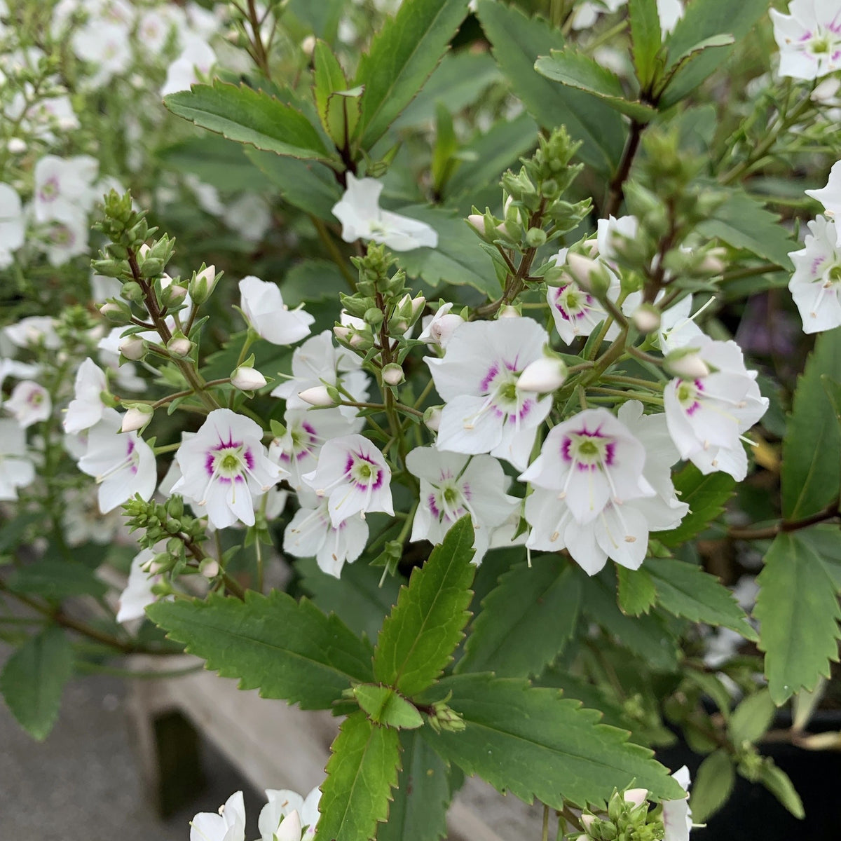 Parahebe catarractae. 'Avalanche'