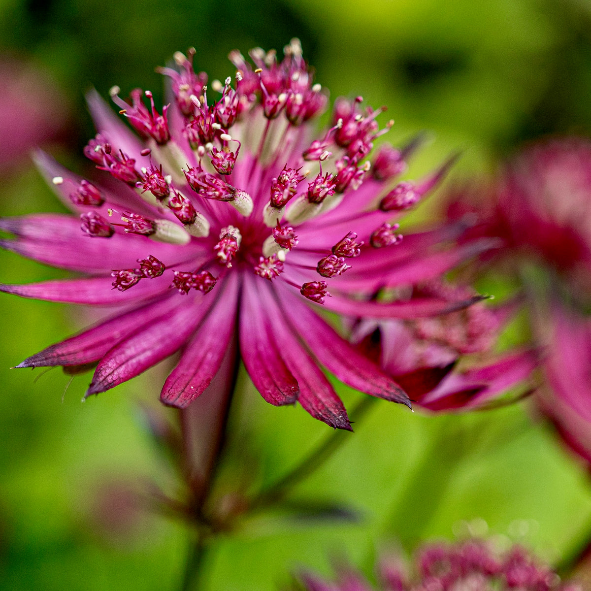 Astrantia major ‘Roma’ – Lay of the Land ltd