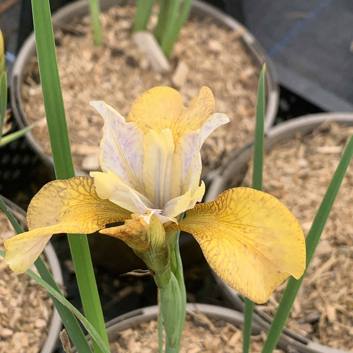 Iris sibirica 'Ginger Twist' – Lay of the Land ltd