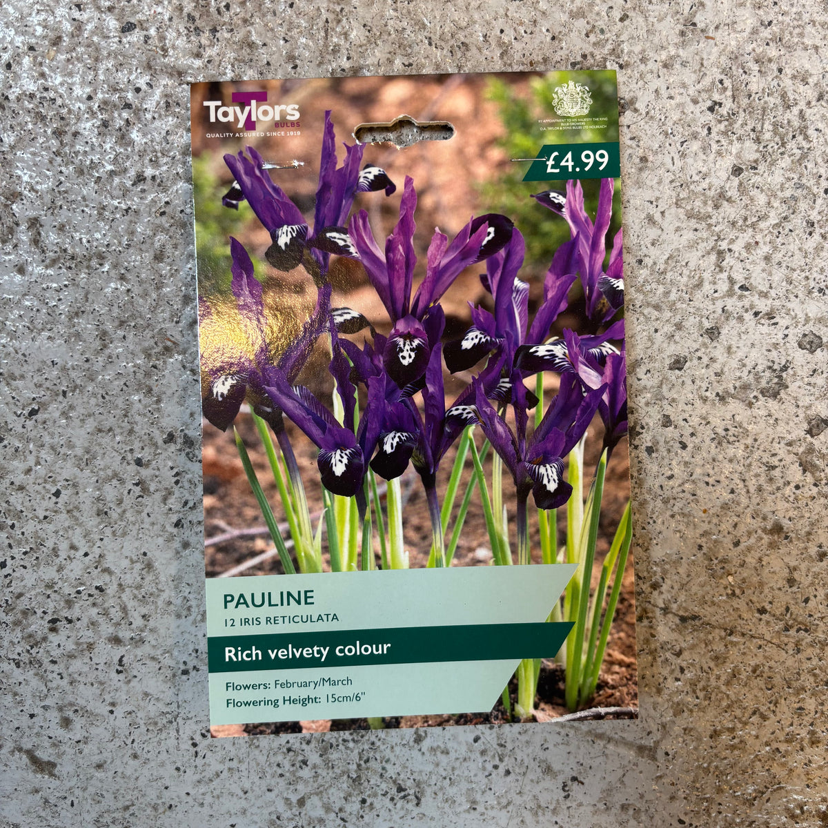 Iris - Reticulata Pauline – Lay of the Land ltd