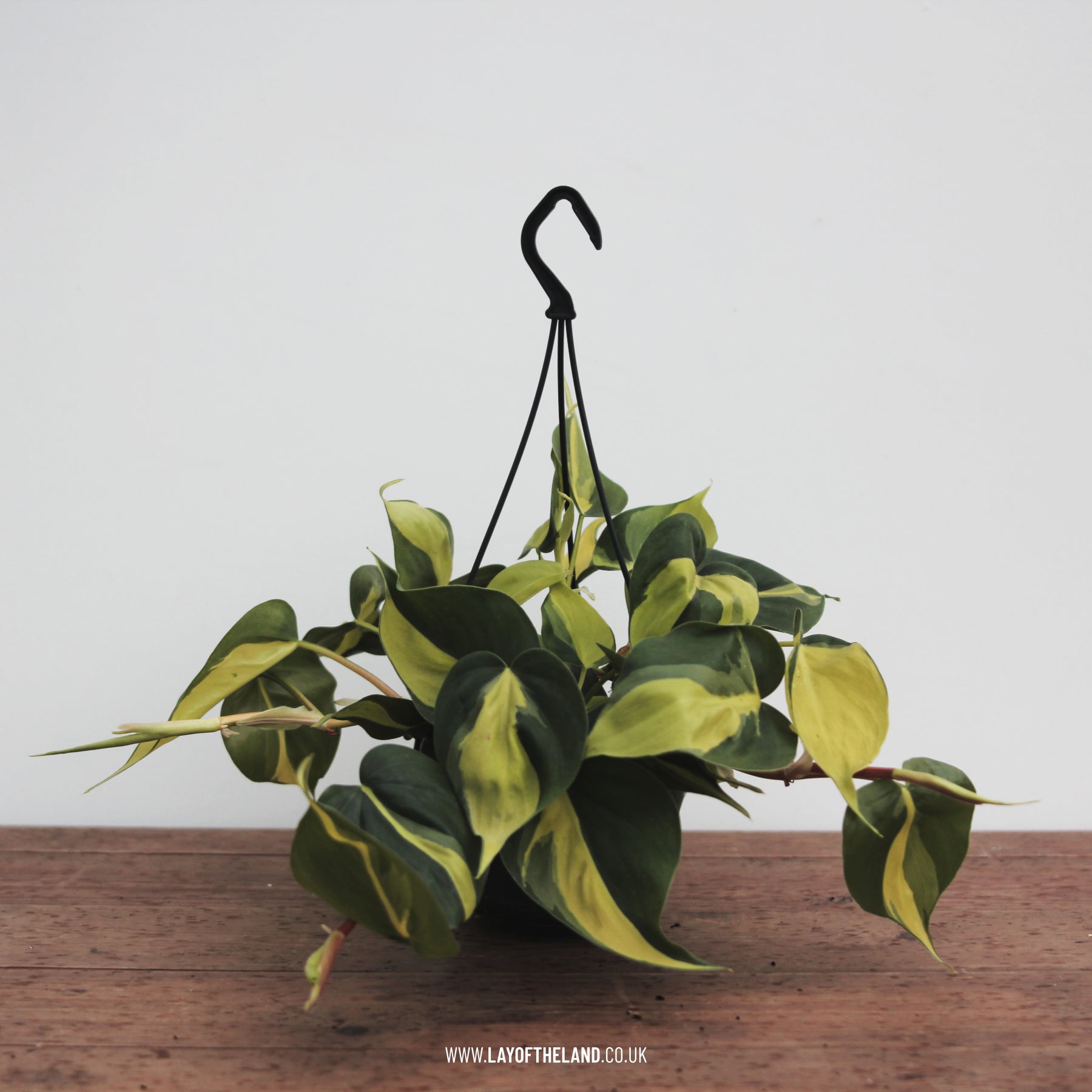 Philodendron Scandens 'Brasil' – Lay of the Land ltd