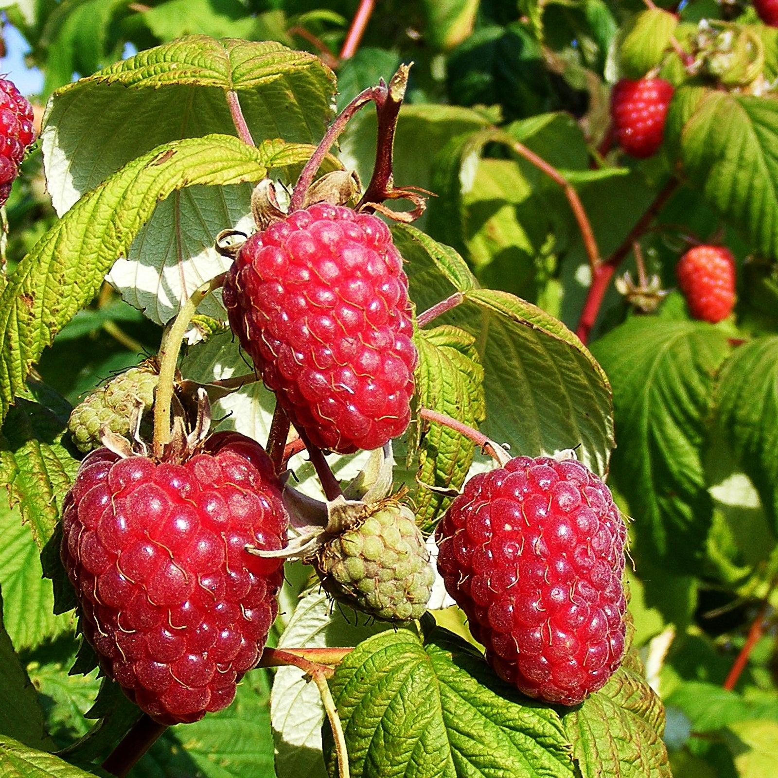 Raspberry 'Polka' – Lay of the Land Ltd