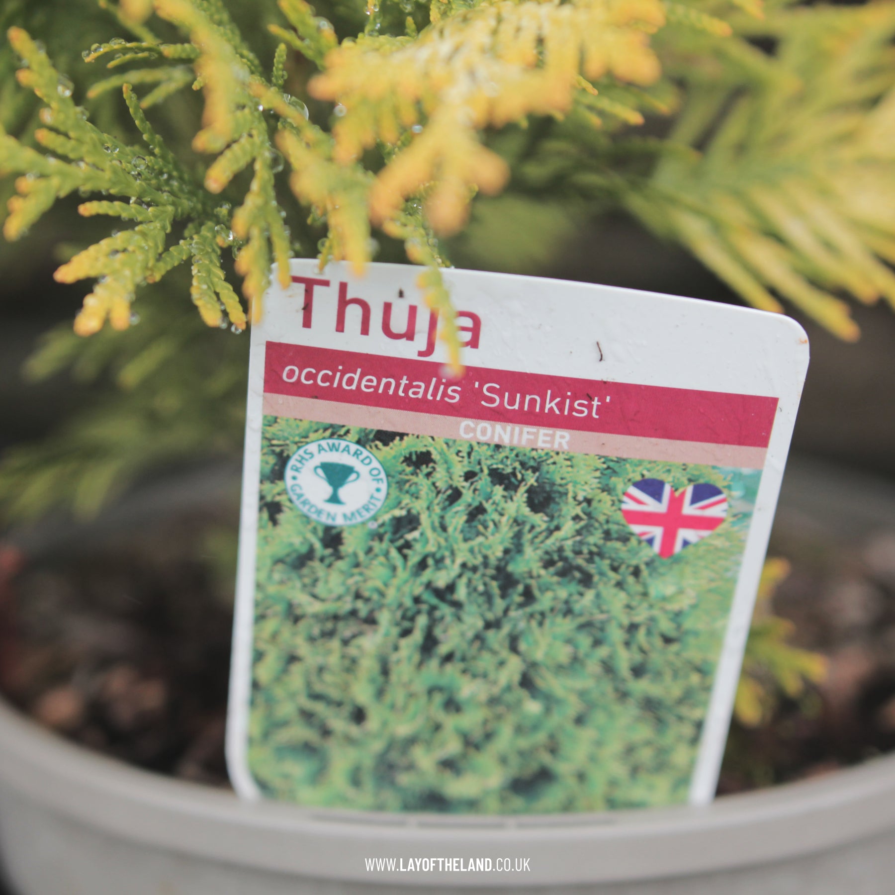Thuja occidentalis 'Sunkist' – Lay of the Land ltd
